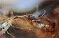 Bildformat: 50 x 70